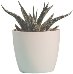 Decorative Aloe Plant in Pot